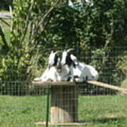 Goats Dreaming Of Trouble Poster