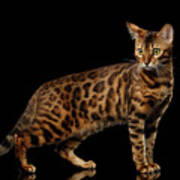 Gold Bengal Cat On Isolated Black Background Poster