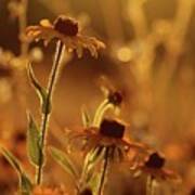 Golden Black Eyed Susan Poster