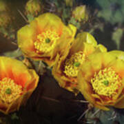 Golden Cacti Flowers Poster