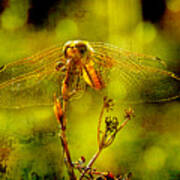 Golden Dragonfly Poster