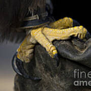 Golden Eagle Talons Poster