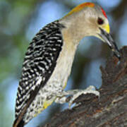 Golden-fronted Woodpecker Poster