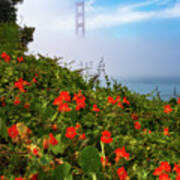 Golden Gate Blooms Poster