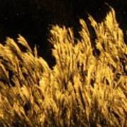 Golden Grasses At Sunset Poster