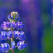 Golden Hour Lupine Poster