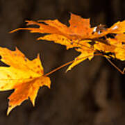 Golden Maple Arch Poster