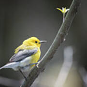 Golden Swamp Warbler Poster