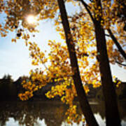 Golden Trees In Autumn Sindelfingen Germany Poster