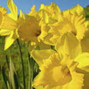 Golden Yellow Daffodil Flower Garden Art Prints Baslee Troutman Poster