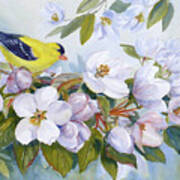 Goldfinch And Crabapple Blossoms Poster