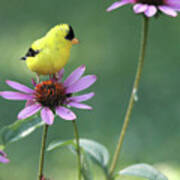 Goldfinch On A Coneflower Poster