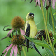Goldfinch On Coneflower Seed Head Poster