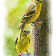 Goldfinches Poster