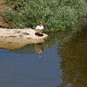 Goose At The The Lake Poster