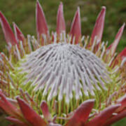 Gorgeous Pink Spikey Protea Flower Blossoms In A Garden Poster