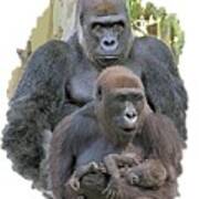 Gorilla Family Portrait Poster