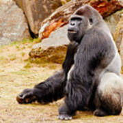 Gorilla Sitting Upright Poster