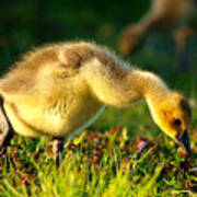 Gosling In Spring Poster