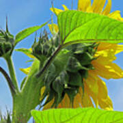 Gospel Flat Sunflower #2 Poster