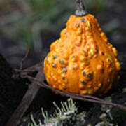 Gourd With Pixie Cup Lichen Poster