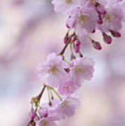 Grace Of Sakura. Spring Pastels Poster