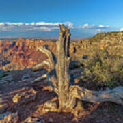 Grand Canyon Old Tree Poster