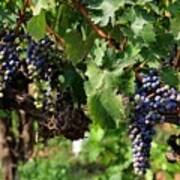 Grape Clusters In Vineyard Poster