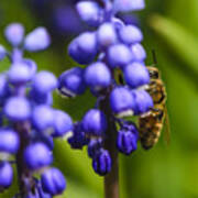 Grape Hyacinth And Bee Poster