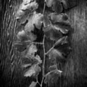 Grape Leaves On Wood In Bw Poster