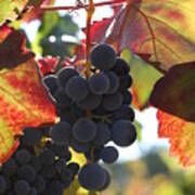 Grapes In Vine Poster