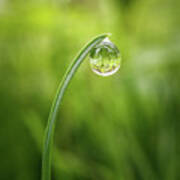 Grass Blade Dew Drop Poster