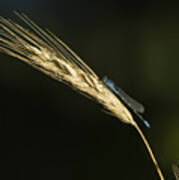 Grass With Blue Damsel Poster