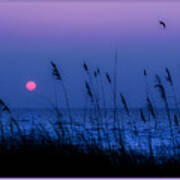 Grasses Frame The Setting Sun In Florida Poster