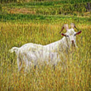 Grassy Goat Poster