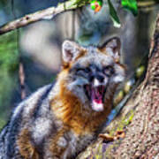 Gray Fox Awakens In The Tree Poster