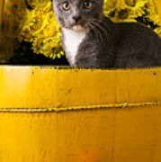 Gray Kitten In Yellow Bucket Poster