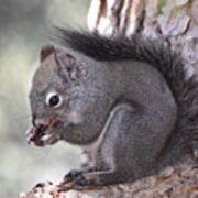 Gray Squirrel Poster