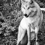 Gray Timber Wolf Black And White Poster