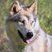 Gray Timber Wolf Portrait Poster