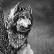 Gray Wolf - Black And White Poster