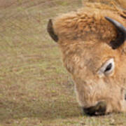 Grazing Buffalo Poster