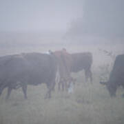 Grazing Cows In The Mist Poster
