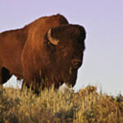 Great American Bison Poster