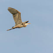 Great Blue Heron 2015-17 Poster