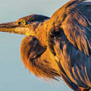 Great Blue Heron Close Up Poster