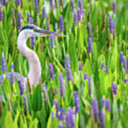 Great Blue Heron Poster