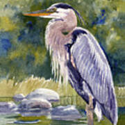 Great Blue Heron In A Stream Poster