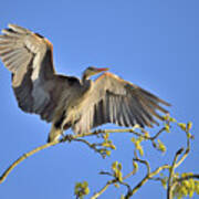 Great Blue Heron Poster