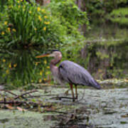 Great Blue Heron Poster